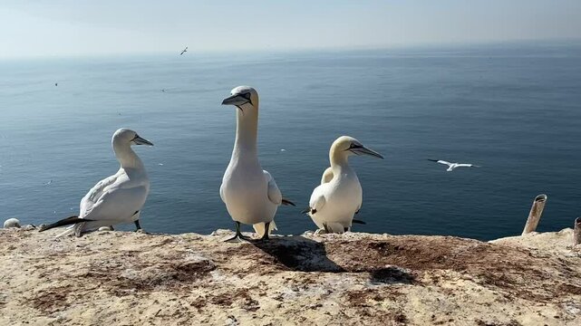 Albatrosse auf Helgoland