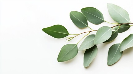 Eucalyptus Leaves on White Background - Minimalist Floral Design