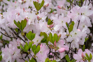 White Azalea flowers. Rhododendron Diamant Himmelblau. Buds on a bush. Spring pink flower background