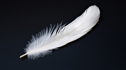 Obraz premium Close-up of a Delicate White Feather on Black Background