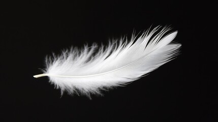 Obraz premium White Feather on Black Background: Close-Up Photography