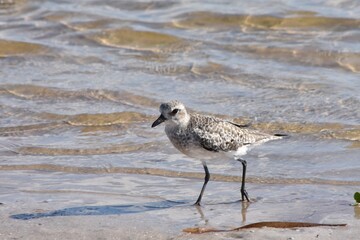 Semipalmated sandpiper bird shoreline water beach