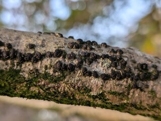 Black fungus growing on an old tree branch