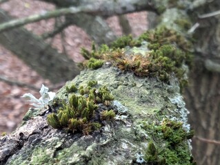 Closeup of mosses and lichens on a tree branch