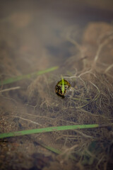 spider on a leaf