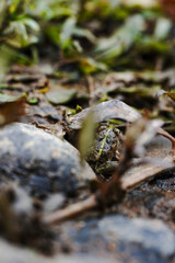 moss on the rocks