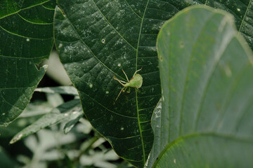 ホシハラビロヘリカメムシの幼体