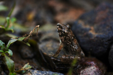 frog on the stone