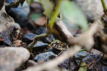 Frog on the riverbank