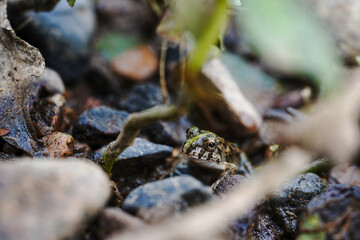 Frog on the riverbank