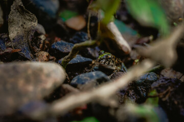 Frog on the riverbank