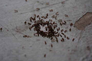 rusty metal background