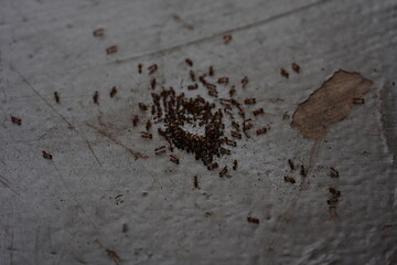 rusty metal background