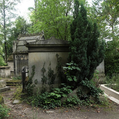 Variety of vegetation that is taking over an old cemetery. On tombstones, ground, stairs, paths......