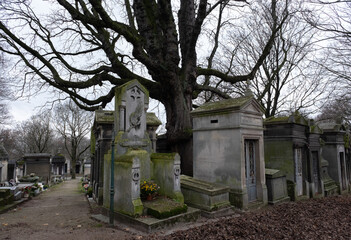 Variety of vegetation that is taking over an old cemetery. On tombstones, ground, stairs, paths......
