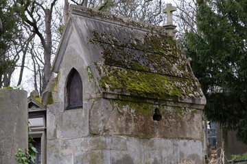 Variety of vegetation that is taking over an old cemetery. On tombstones, ground, stairs, paths......