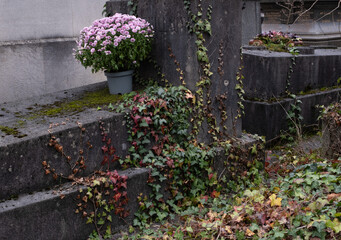 Fototapeta premium Variety of vegetation that is taking over an old cemetery. On tombstones, ground, stairs, paths... etc. Shot in the cemeteries of Montparnasse and Pere Lachaise (Paris, France).