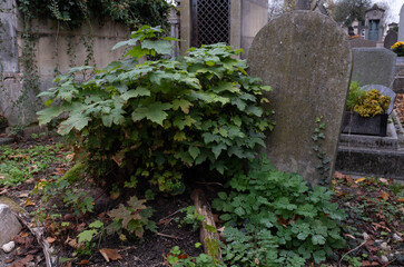 Variety of vegetation that is taking over an old cemetery. On tombstones, ground, stairs, paths......