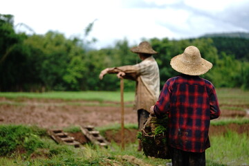 farmer in rice field