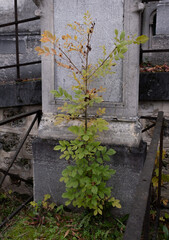 Variety of vegetation that is taking over an old cemetery. On tombstones, ground, stairs, paths... etc. Shot in the cemeteries of Montparnasse and Pere Lachaise (Paris, France).