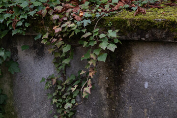 Variety of vegetation that is taking over an old cemetery. On tombstones, ground, stairs, paths... etc. Shot in the cemeteries of Montparnasse and Pere Lachaise (Paris, France).