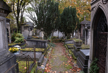 Variety of vegetation that is taking over an old cemetery. On tombstones, ground, stairs, paths......