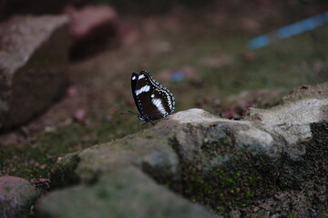 butterfly on the stone