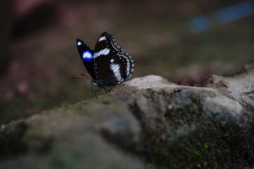 butterfly on a leaf