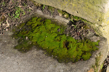 Variety of vegetation that is taking over an old cemetery. On tombstones, ground, stairs, paths... etc. Shot in the cemeteries of Montparnasse and Pere Lachaise (Paris, France).