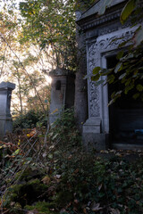 Variety of vegetation that is taking over an old cemetery. On tombstones, ground, stairs, paths......