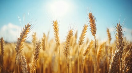 Fototapeta premium Golden Wheatfield Under Bright Blue Sky with Sunlight Casting Soft Shadows on Tall Stalks of Wheat, Representing Abundance and Harvest Season in Nature