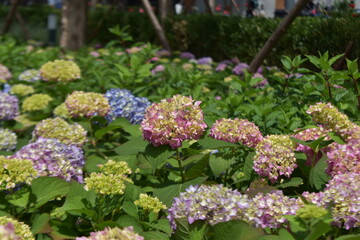 Obraz premium Hortensias