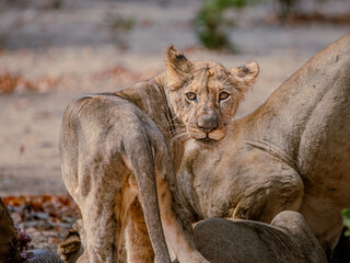 lion cub and lioness