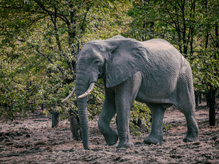 Elephant