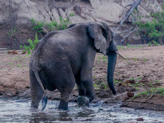 Obraz premium elephant in the wild