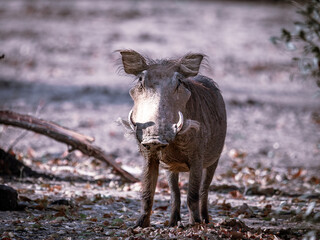 wild boar in a field © James