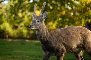 deer in the forest