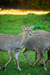 wild animals, deer in the forest, european fauna