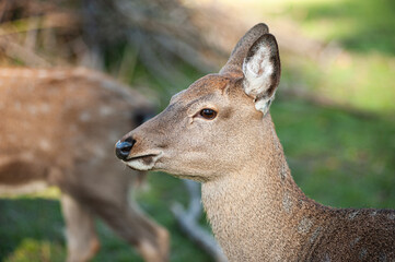 wild animals, deer in the forest, european fauna