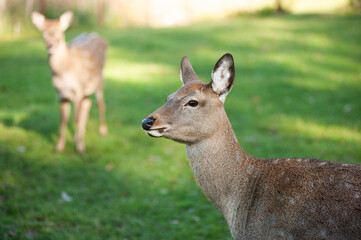 wild animals, deer in the forest, european fauna