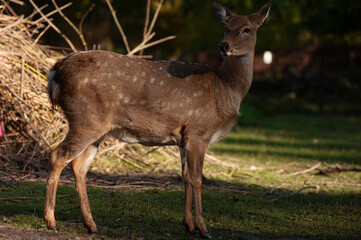 wild animals, deer in the forest, european fauna