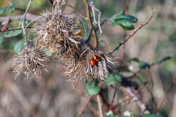 2 red seven spot ladybirds, Coccinella septempunctata clustered together in the dead head of a teazel, Dipsacus sp. against a background of brambles in a late autumn hedgerow