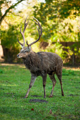 wild animals, deer in the forest, european fauna