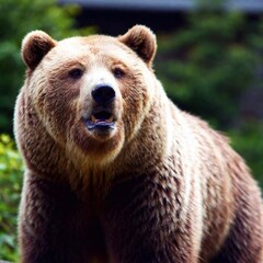 Obraz premium big brown bear in the zoo