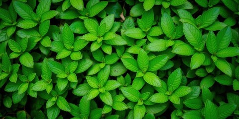 Obraz premium Close-up of lush green leaves in a forest, creating a dense and vibrant foliage texture, texture, dense, growth
