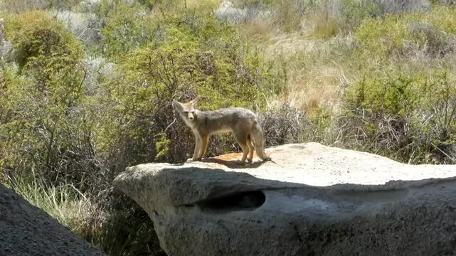 W&uuml;stenfuchs
