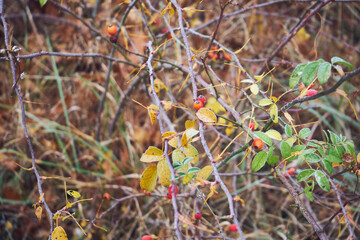 dzika róża, rosa canina l. © Marcin Łazarczyk