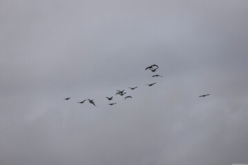 flock of birds