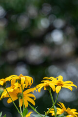 秋の公園に咲く美しい黄色のキクイモの花