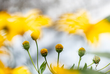 秋の公園に咲く美しい黄色のキクイモの花